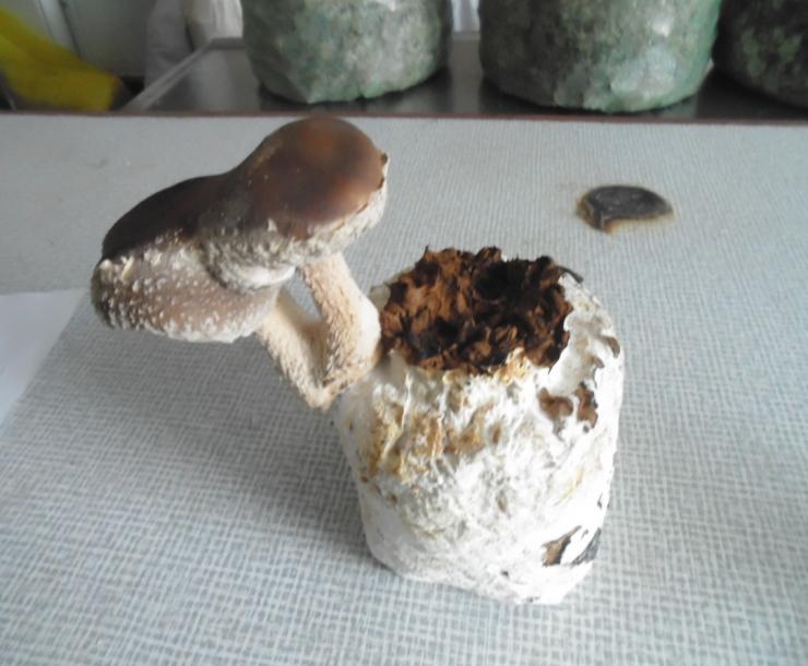гриб шиитаке выращивание