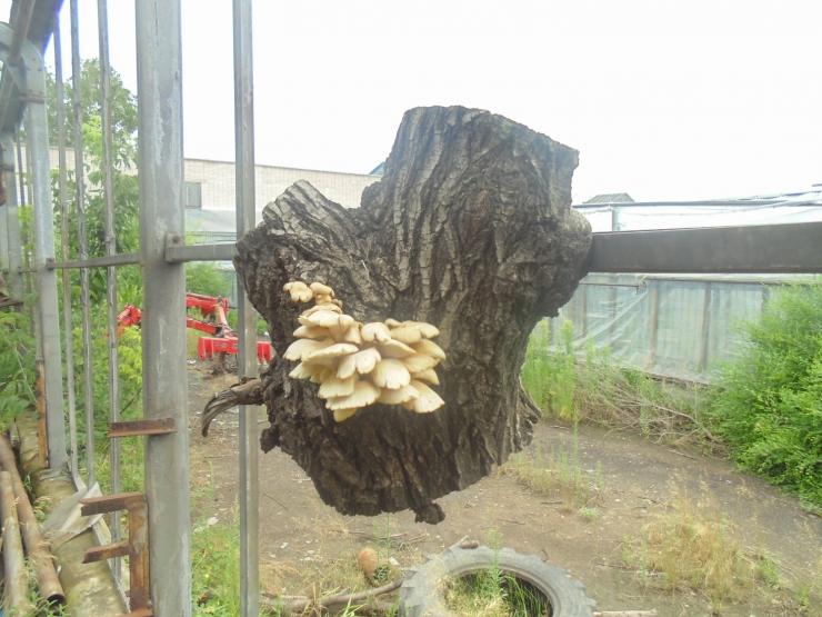 выращивание грибов на пнях