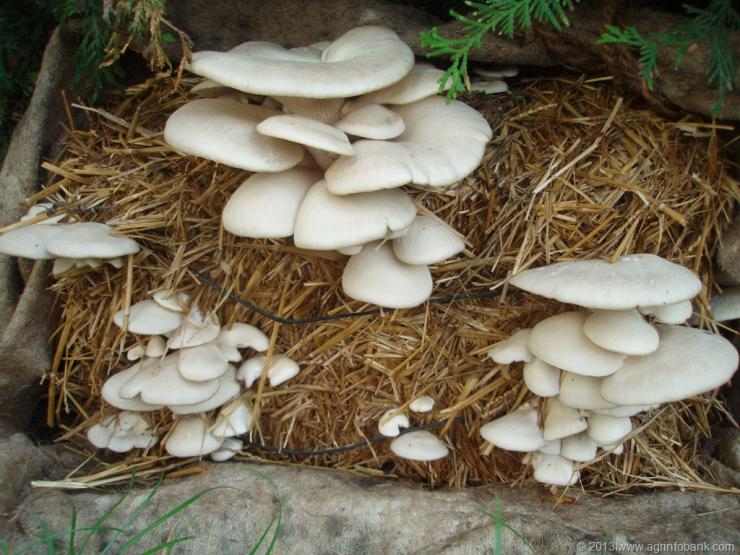 выращивание грибов на соломе