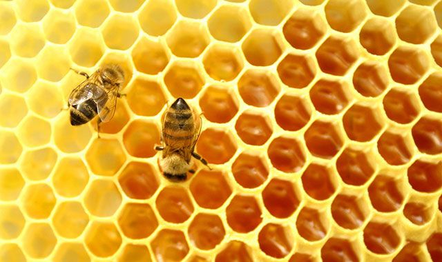 Соты с медом и пчелки