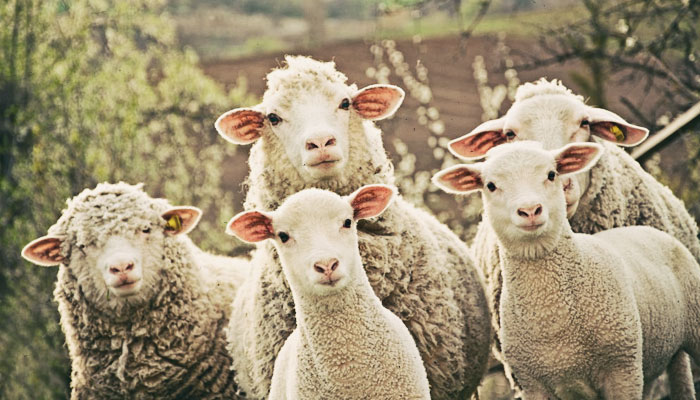 sheep-farming