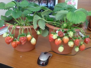 Выращивание клубники дома