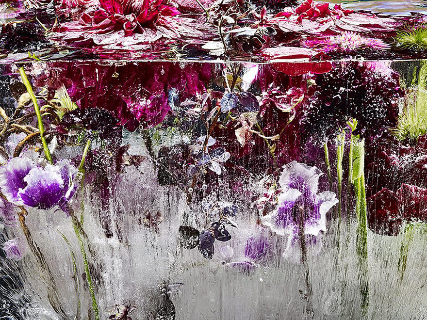 Цветы, замороженные во льду, похожи на акварельные картины-4