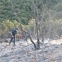 В Старом Крыму горело 20 гектаров леса