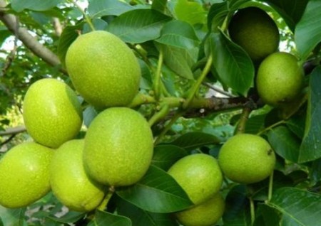 Описание плодов грецких орешков