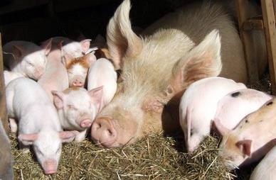 условия разведения свиней 