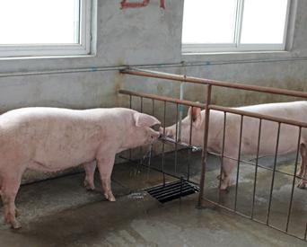 домашнее разведение свиней 