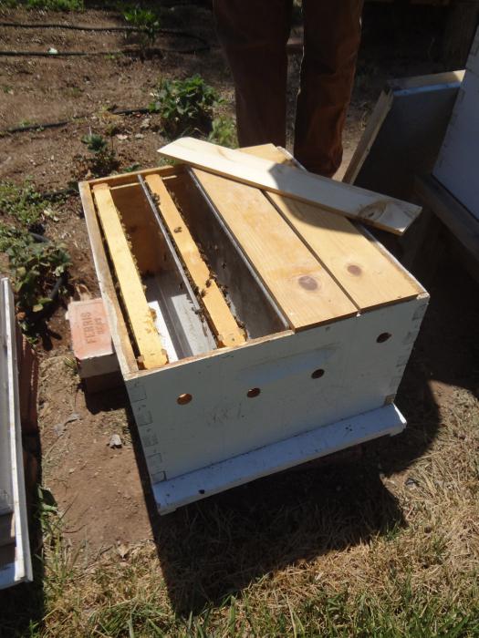 разведение пчел в домашних условиях