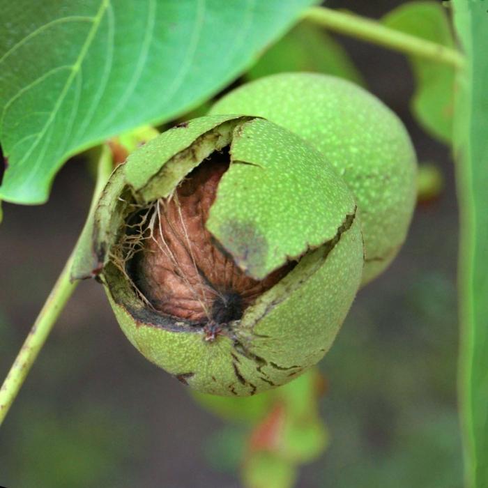 как вырастить дерево грецкого ореха
