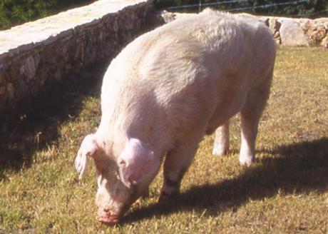породы свиней фото