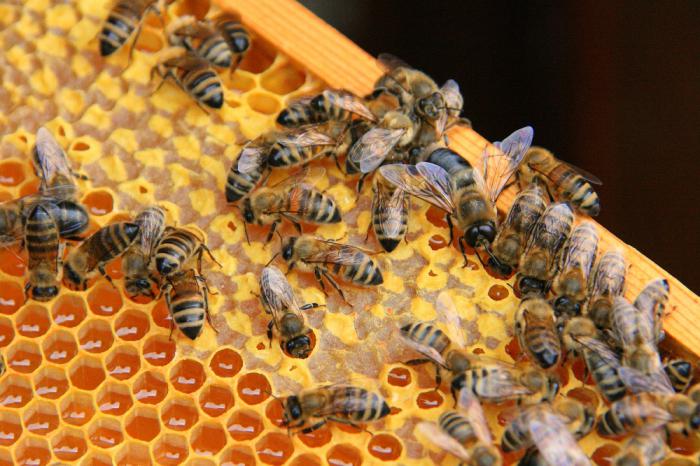 пчеловодство для начинающих с чего начать