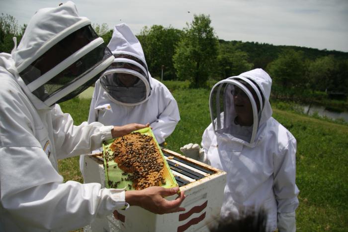 пчеловодство с чего начать
