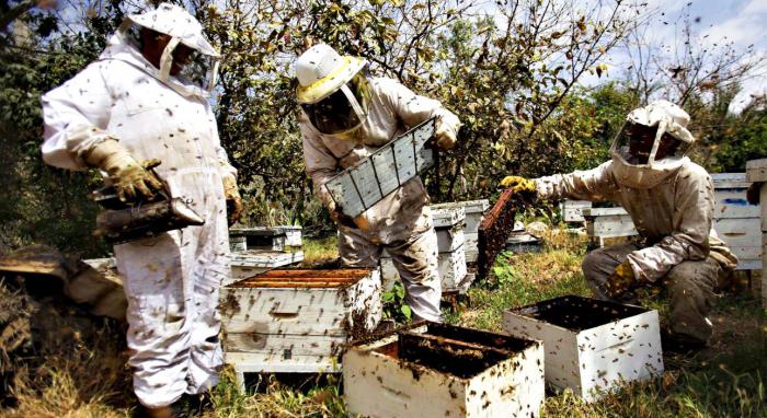 азы пчеловодства для начинающих