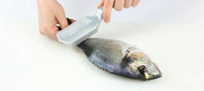 Технология первичной обработки рыбы