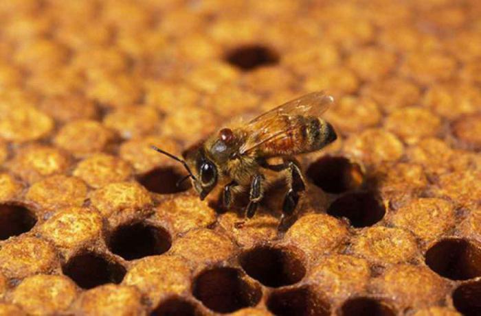 методы разведения пчел 