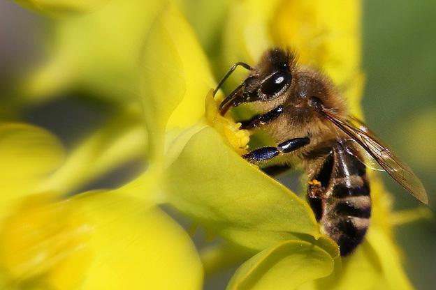 быстрое разведение пчел 