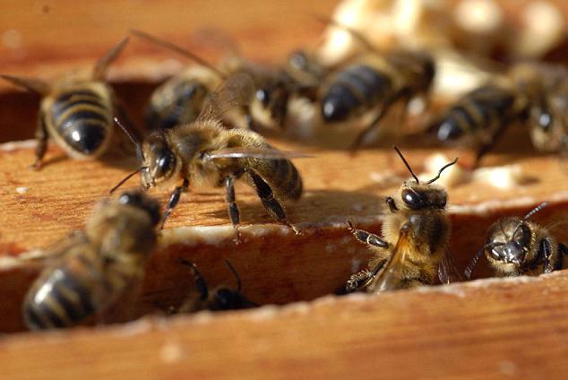 пчелы разведение и содержание для начинающих 