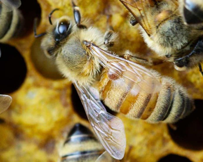 разведение пчел для начинающих 