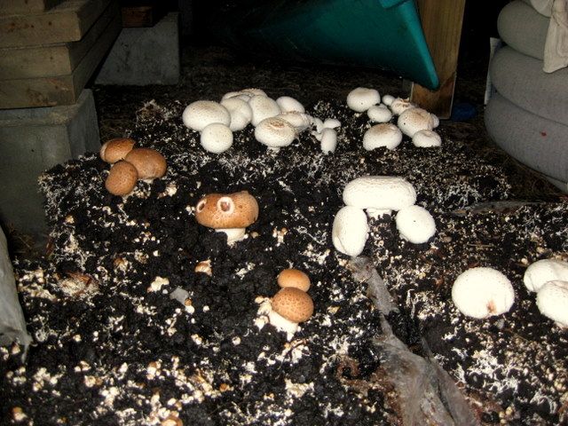 Выращивание грибов в мешках