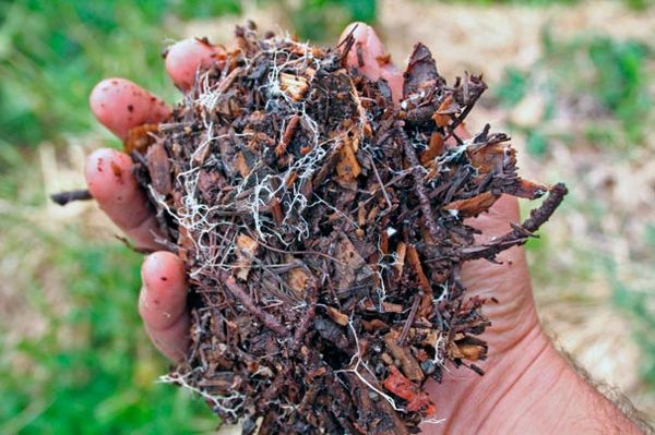 Мицелий белого гриба Мицелий белого гриба