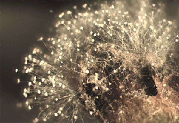 Споры грибов можно приготовить в домашних условиях Споры грибов можно приготовить в домашних условиях