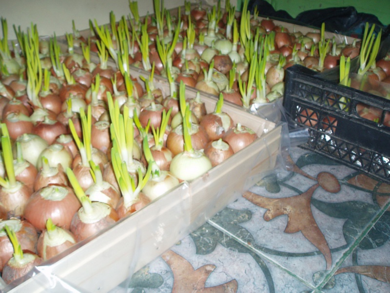 Огород: Блог дачника. Natalya: выращивание зеленого лука