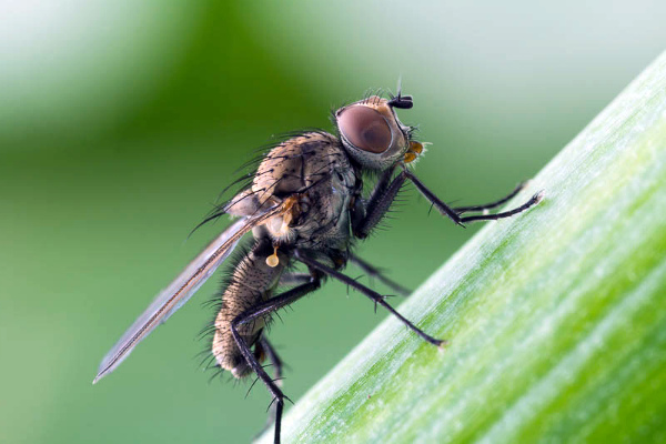 Луковая муха – вредитель чеснока