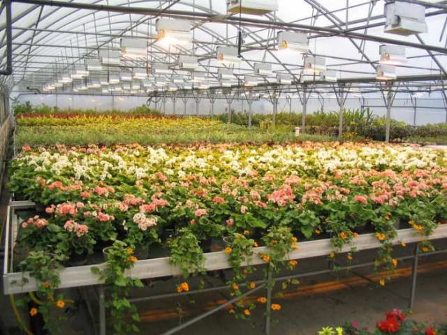 Выращивание цветов в теплице по методу гидропоники
