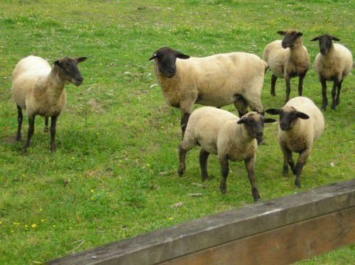 Овцеводство, как бизнес: советы начинающему фермеру