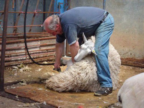 Овцеводство, как бизнес: советы начинающему фермеру