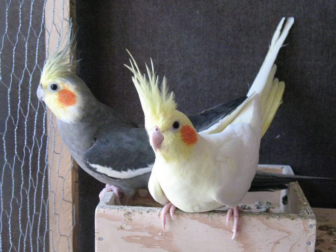 виды попугаев для домашнего содержания 7
