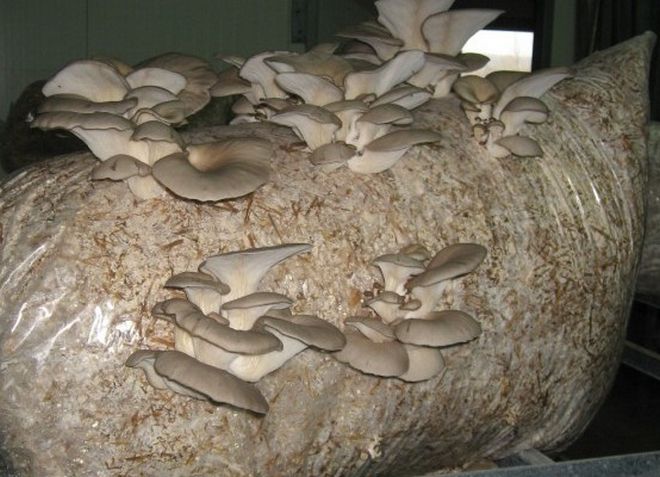 как вырастить грибы вешенки на даче
