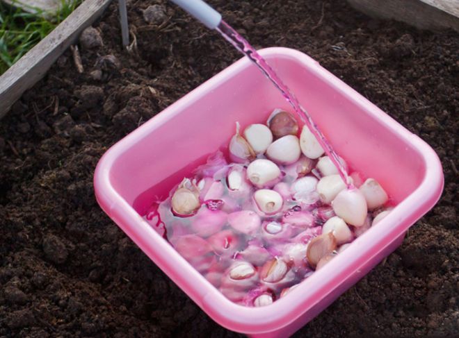 Часник городній технологія вирощування