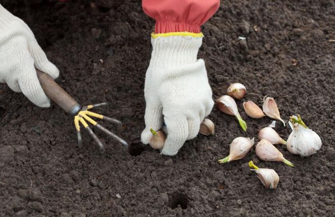 Часник городній технологія вирощування