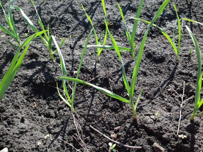 Часник городній технологія вирощування