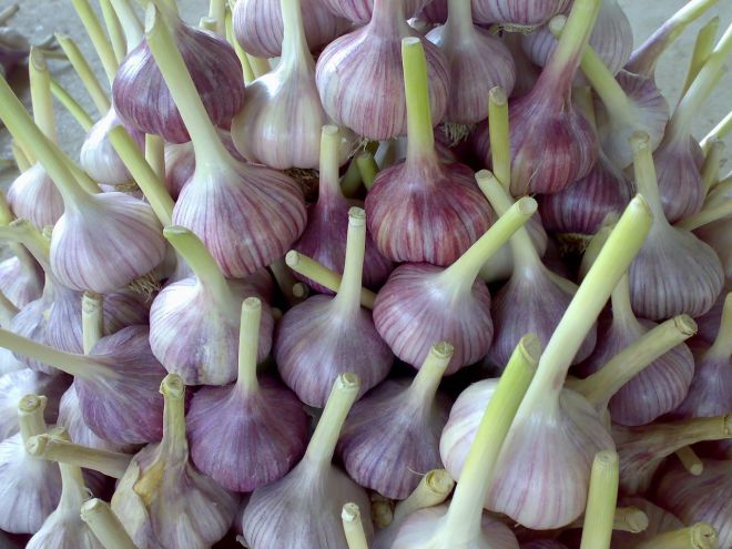 Часник городній технологія вирощування