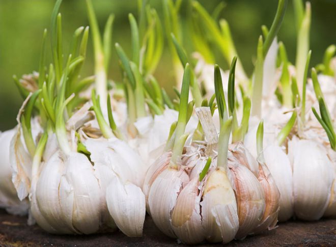 Часник городній технологія вирощування