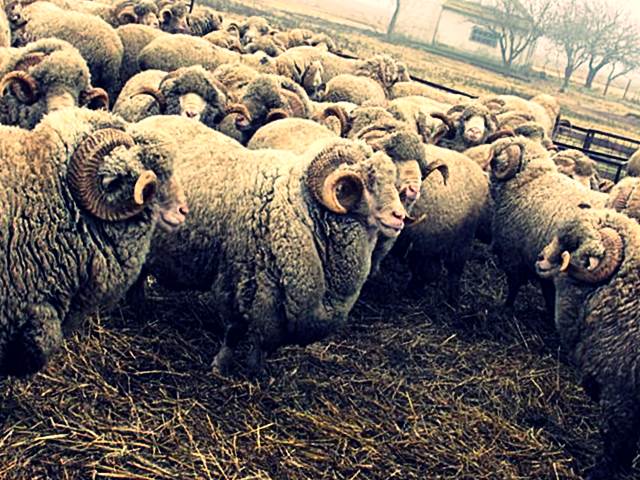 Асканийская порода овец фото