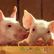 Как построить мини ферму для свиней: чертежи и видео
