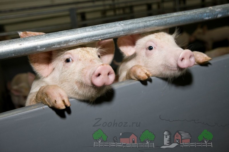 Как построить мини ферму для свиней: чертежи и видео