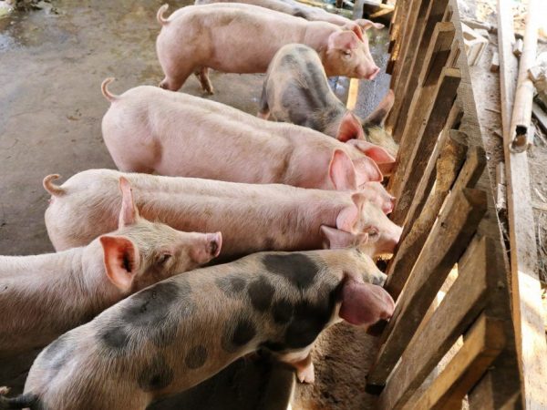 Выращивание свиней на мясо