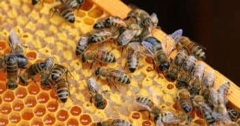 пчёлы и мёд