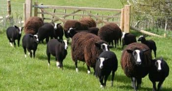 молочные породы овец в поле