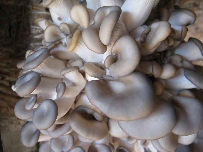 выращивание грибов в домашних условиях