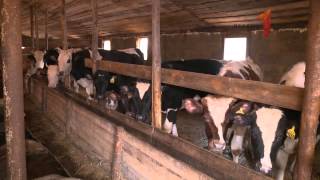 Семейные животноводческие фермы региона получают гранты