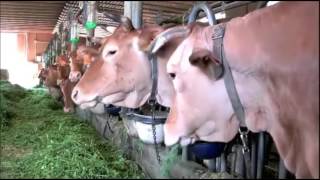 Молочная ферма - Семейный бизнес | Опыт Италии