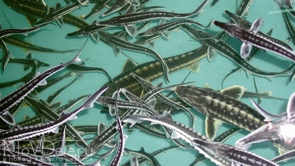 Бизнес на рыбе Бизнес на рыбе