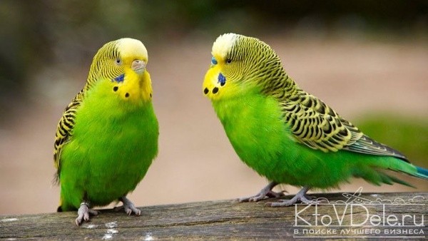 Волнистые попугаи Волнистые попугаи
