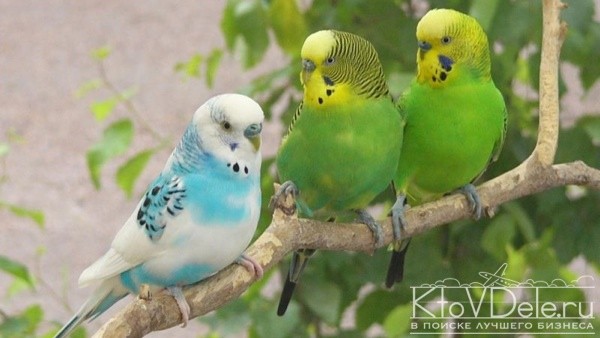 Содержание и разведение волнистых попугаев Содержание и разведение волнистых попугаев