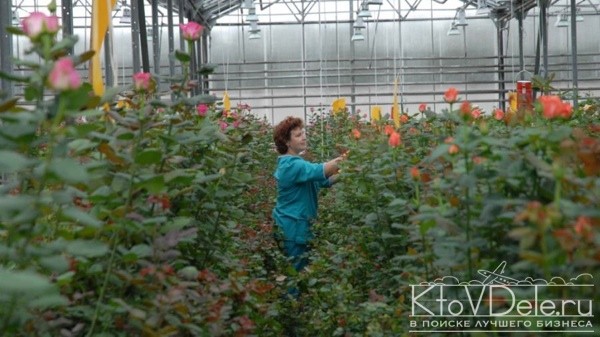 Розы в теплице Розы в теплице